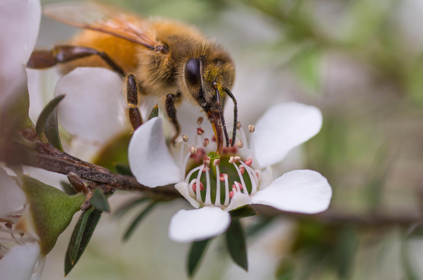 What makes Manuka Honey so special? - Kai Ora Honey Limited, New Zealand