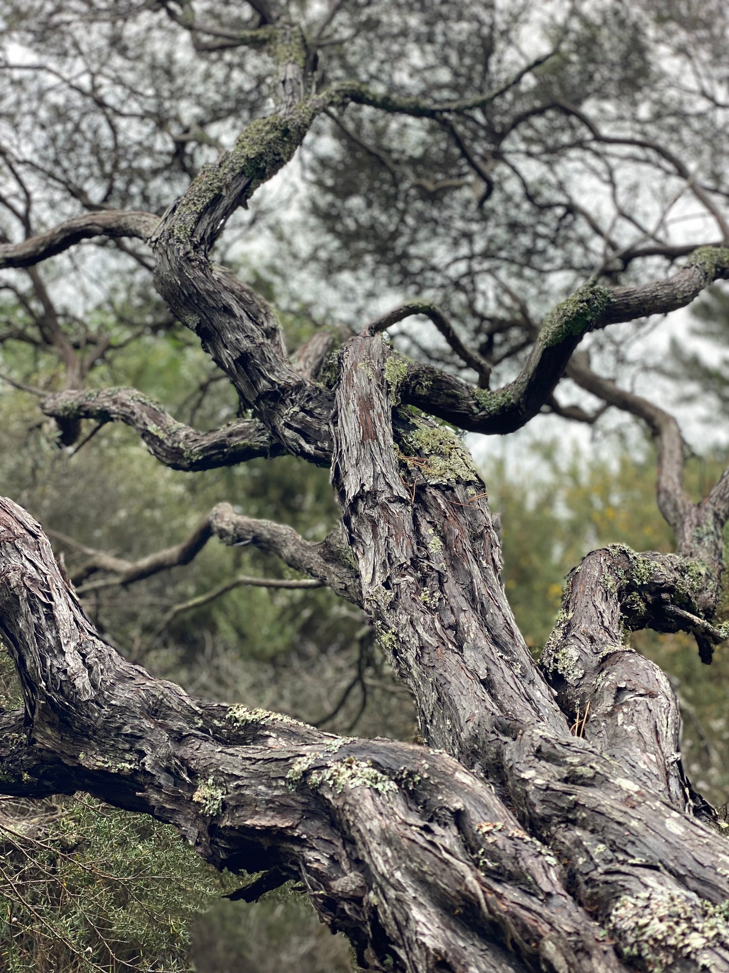 Kai Ora Mānuka Honey