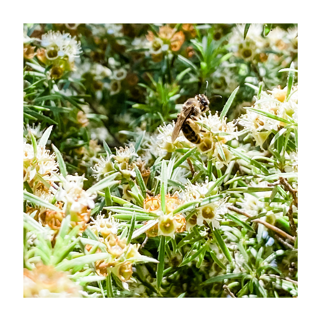 NZ Native bees - Kai Ora Honey Limited, New Zealand