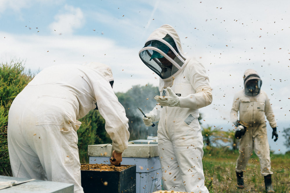 How Kai Ora Manuka honey can help your business succeed