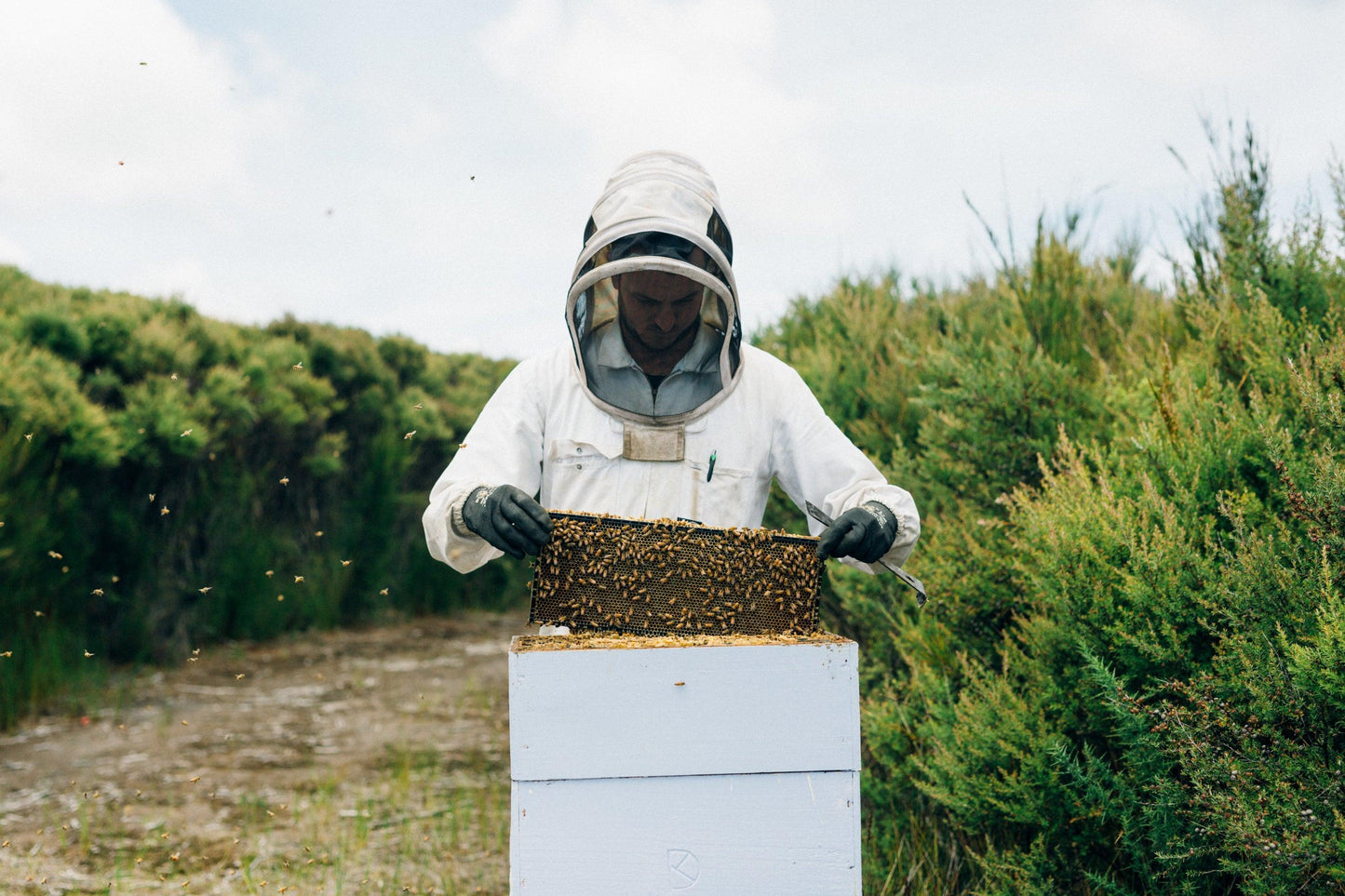 Spring is here and our Mānuka Honey Season has started - Kai Ora Honey Limited, New Zealand
