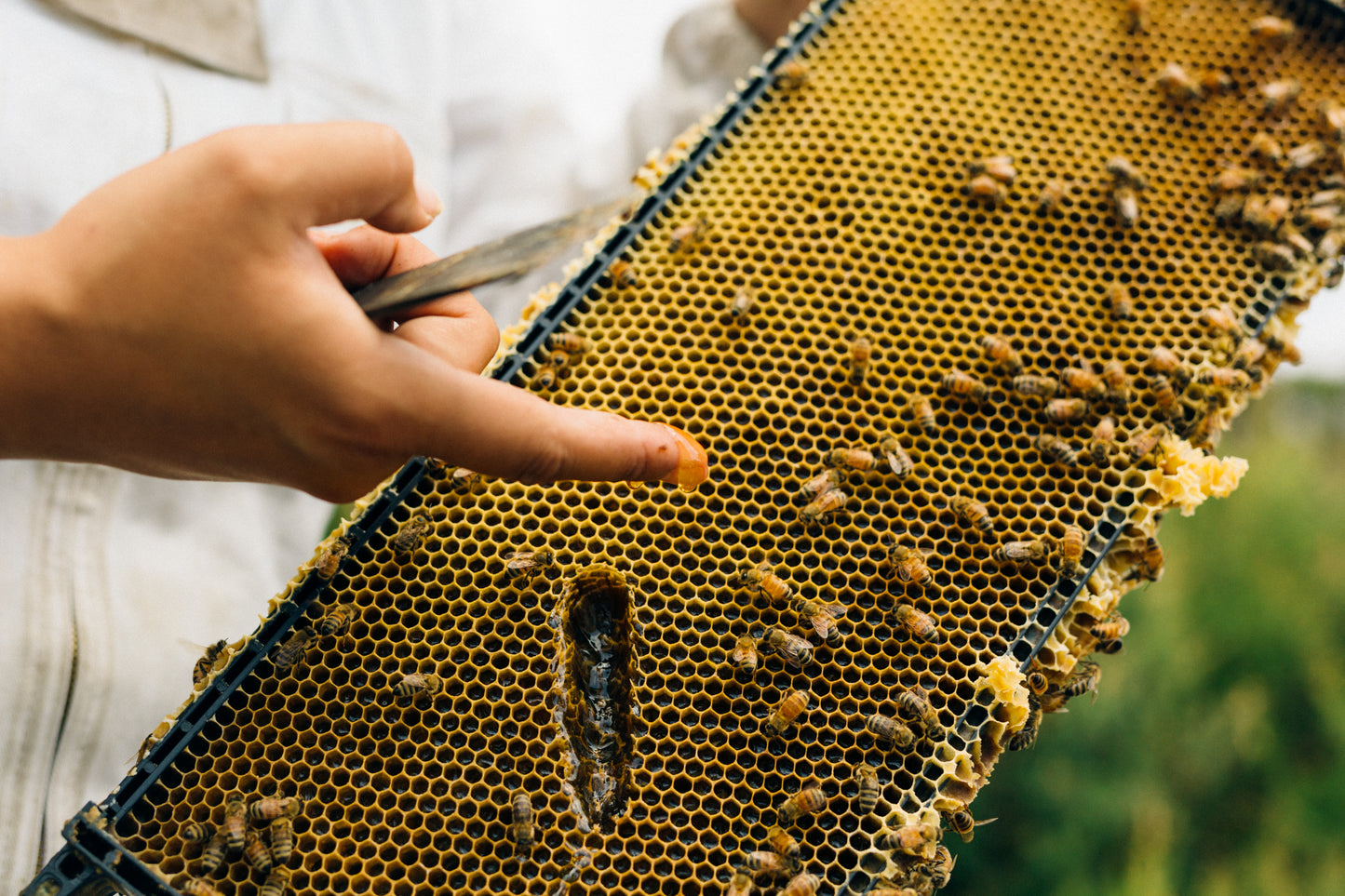 Kai Ora Honey - Bulk Exports